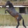 Benstock (52)