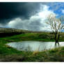 tree under rain