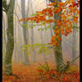 Autumn Forest