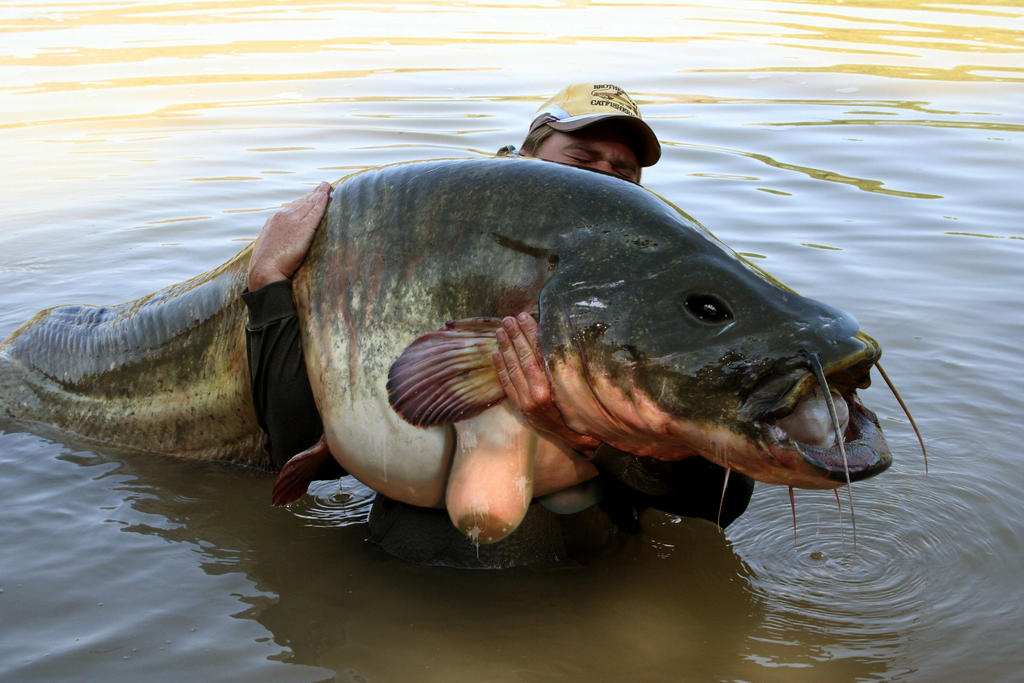 Catfish by herarip on DeviantArt