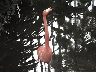 Cocky Flamingo