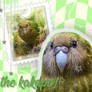 aesthetic kakapo thing