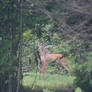 Deer in the woods2