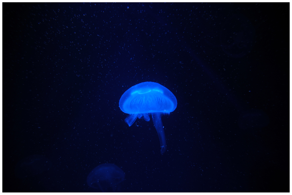 pure Blue jellyfish