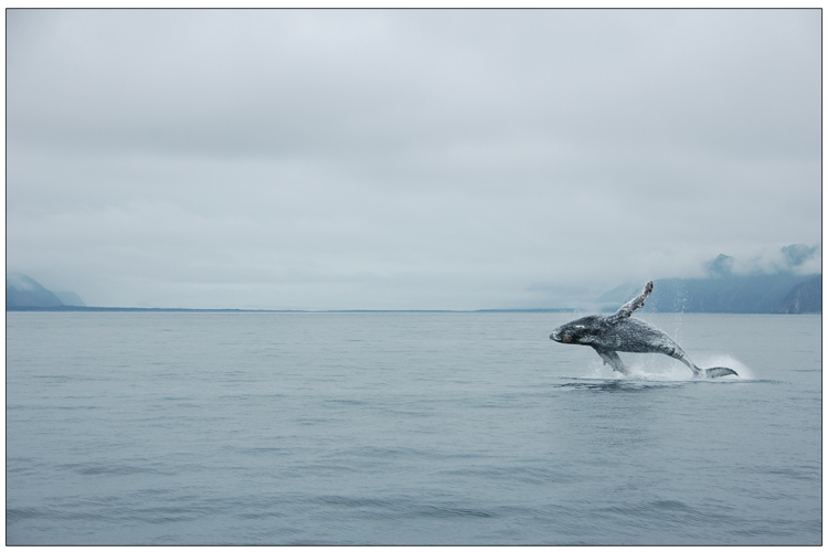 Freedom Alaska Style