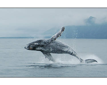 Jumpin' humpback close up