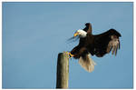 A Bald Eagle in Seldovia, AK by rotyoung