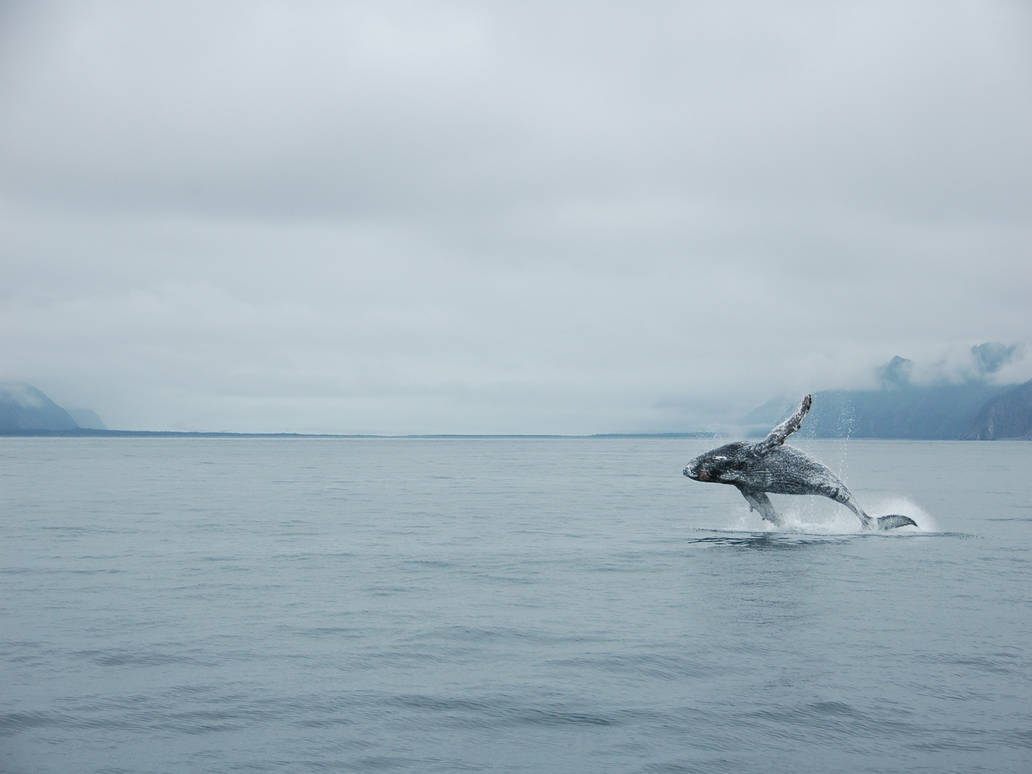Jumpin’ humpback Wallpaper by rotyoung on DeviantArt
