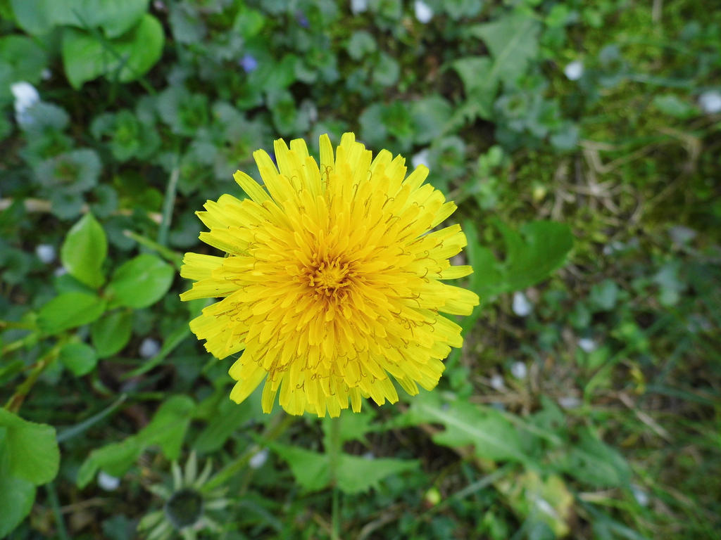 The nature's of sun, dandelion