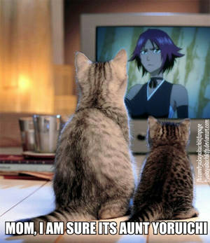 World famous cat Yoruichi.