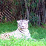 White Tiger