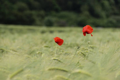 mohnblumen im feld