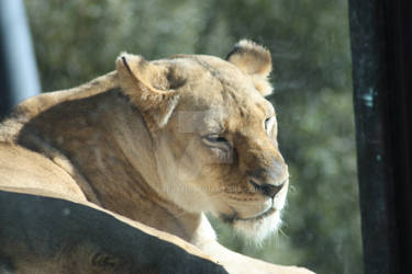 Santa Barbara Lioness