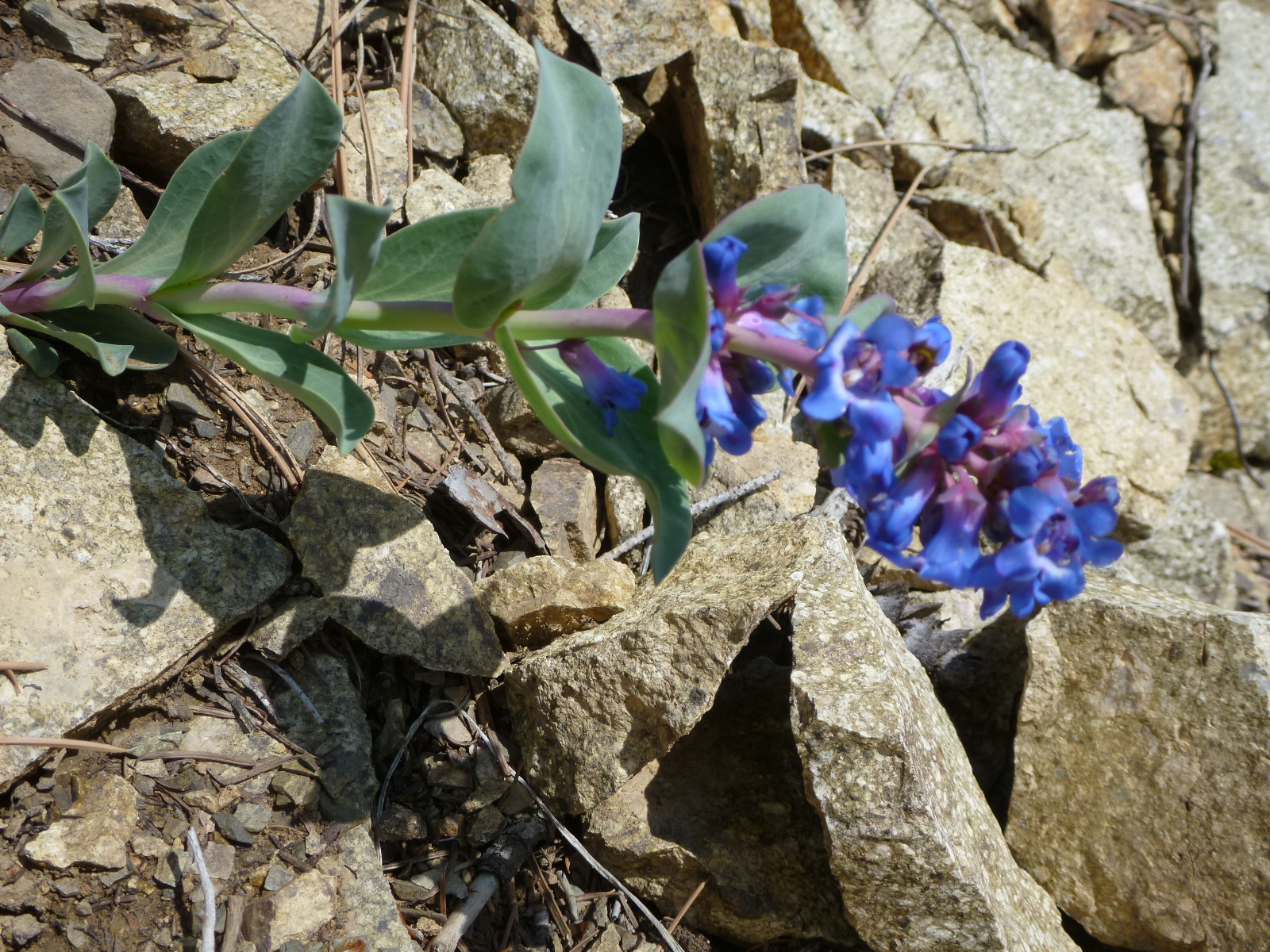 Mountain flower 3