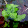 Aquatic plant in spring