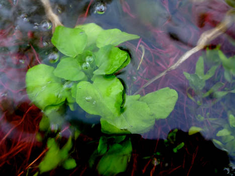 Aquatic plant in spring