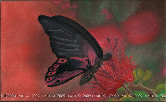 Butterfly _Oil-color