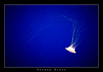 Jelly Fish...