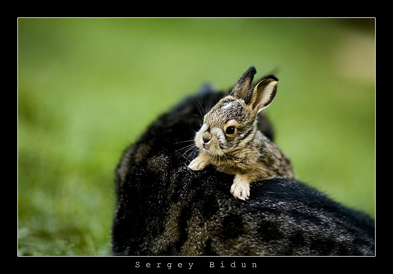 Rabbit and Cat...