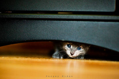 Hide and Seek....