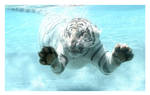 Big Fish or White Tiger. by sergey1984