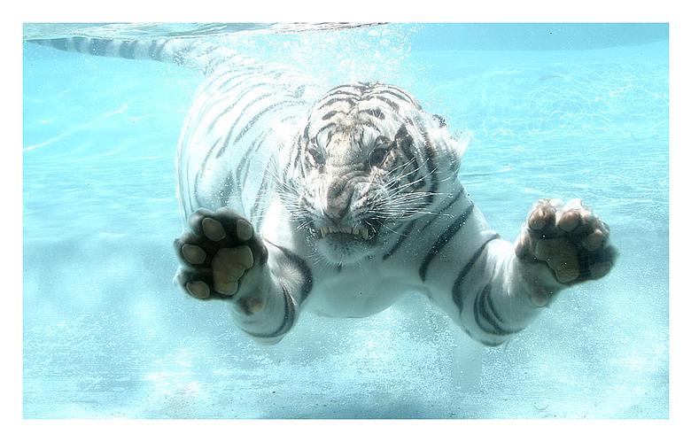 Big Fish or White Tiger.