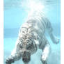 White Tiger under water
