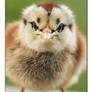 Little Chick