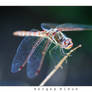 Dragonfly 2