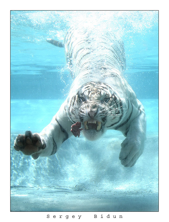 white tigers underwater