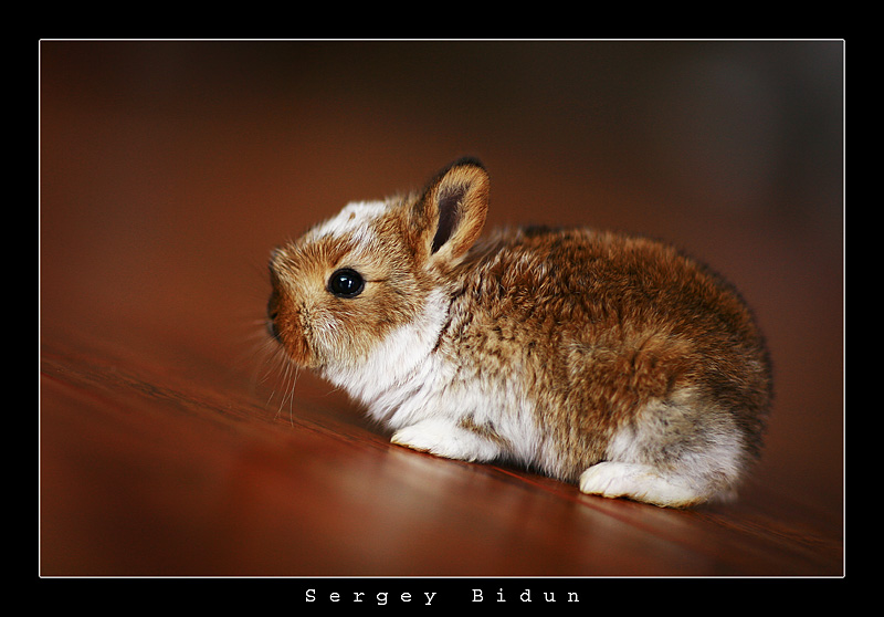 Little Redish Bunny.