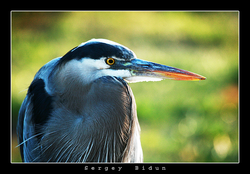 Heron...