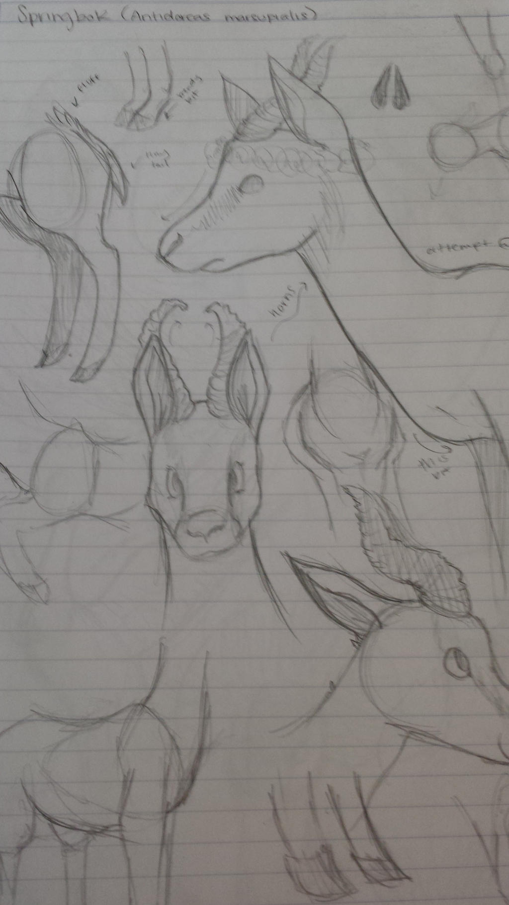 Springboks Animal Map Springbok: Anatomy Notes by sourcces on DeviantArt