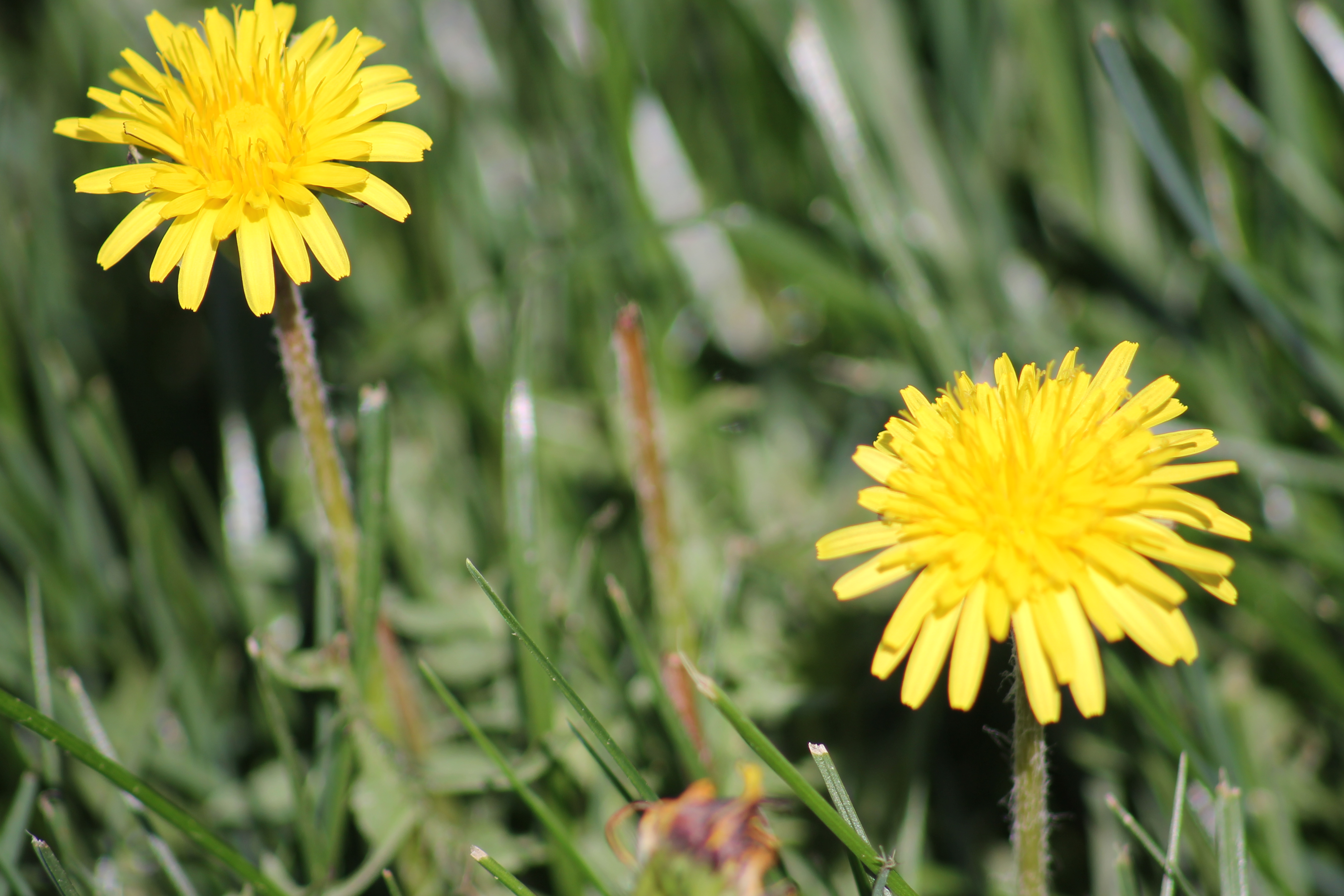 Dandelions