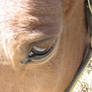 Horse Eye