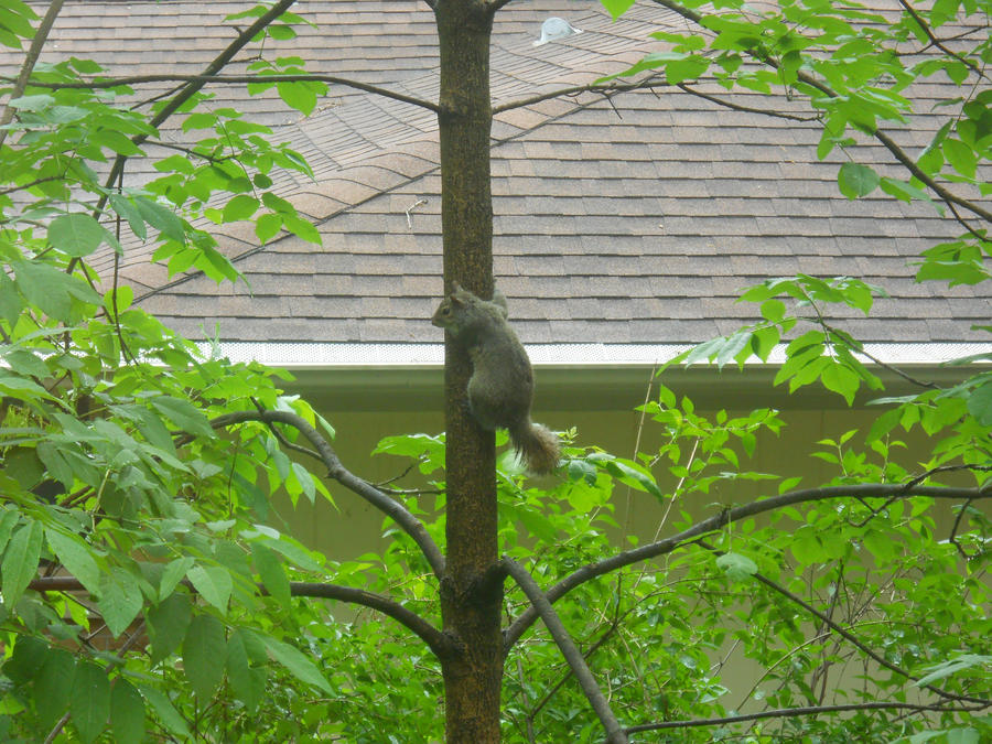 SQUIRREL ON TREE