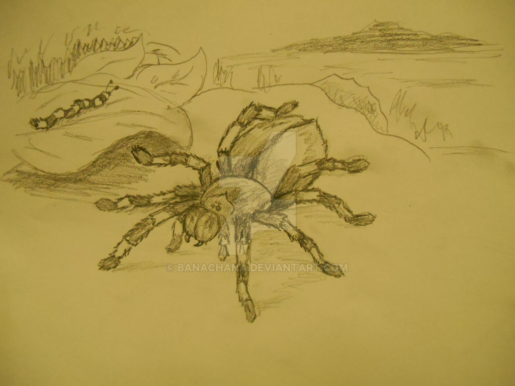 Tarantula Deviantart Tarantula by banachana on DeviantArt