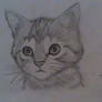 Kitten inspired by one of my idols Mark Crilley.