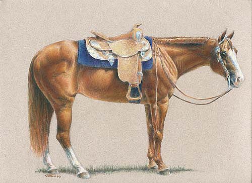 American Heritage-Quarterhorse