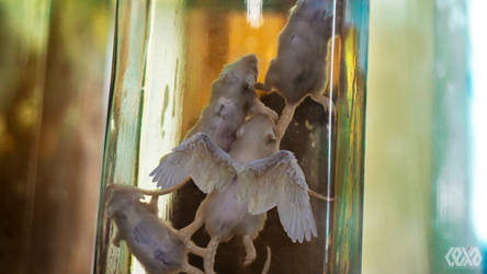 Rats in a jar