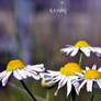 Oxeye Daisy