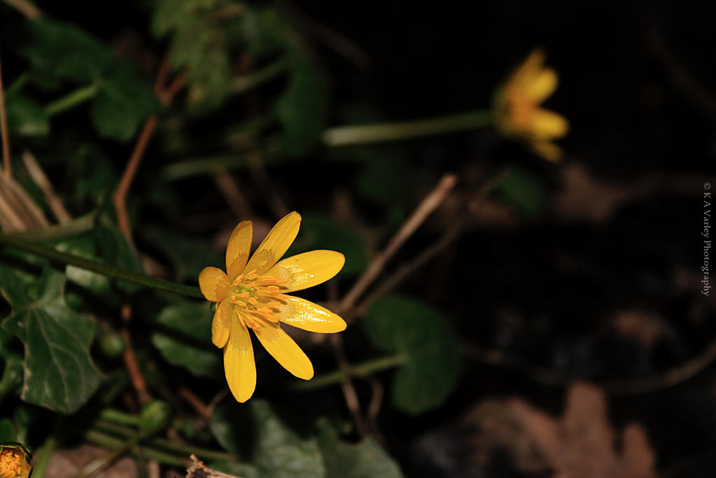 Lesser Celendine (Ranunculus ficaria)