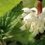 Small Nettle - Flower