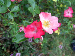 Wild Rose with unwanted guests