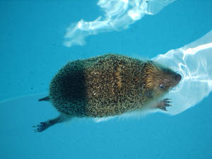 ...even hedgehogs swim 2