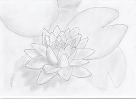 Water Lily