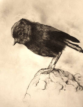 Chatham Island black robin