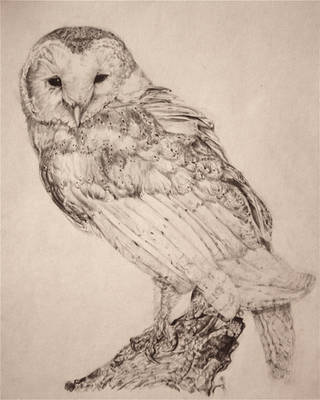 Barn Owl by maysonmonroe