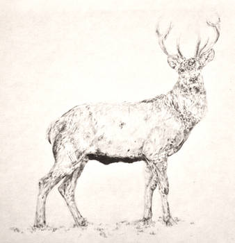 Stag by maysonmonroe