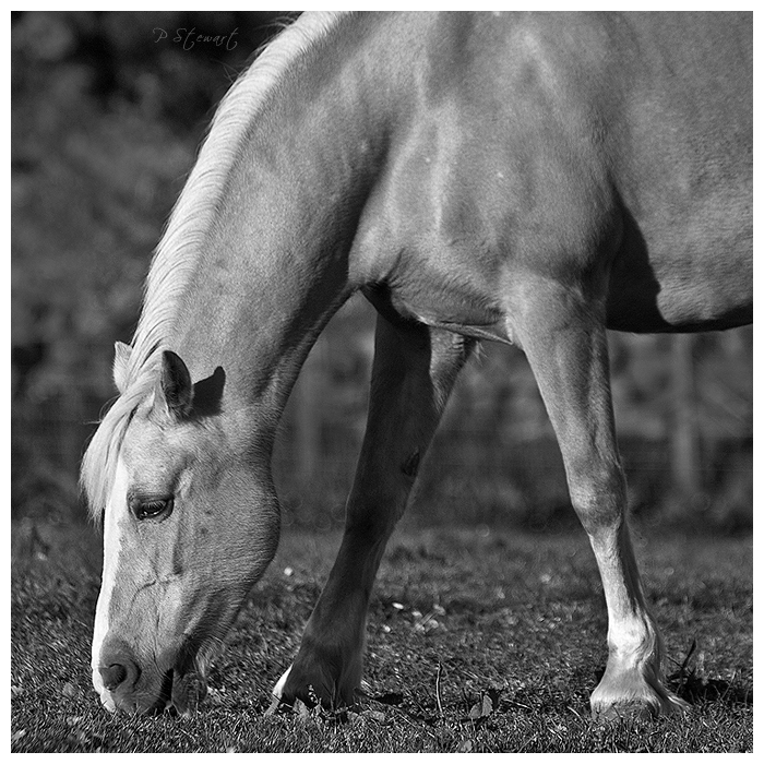 Palomino